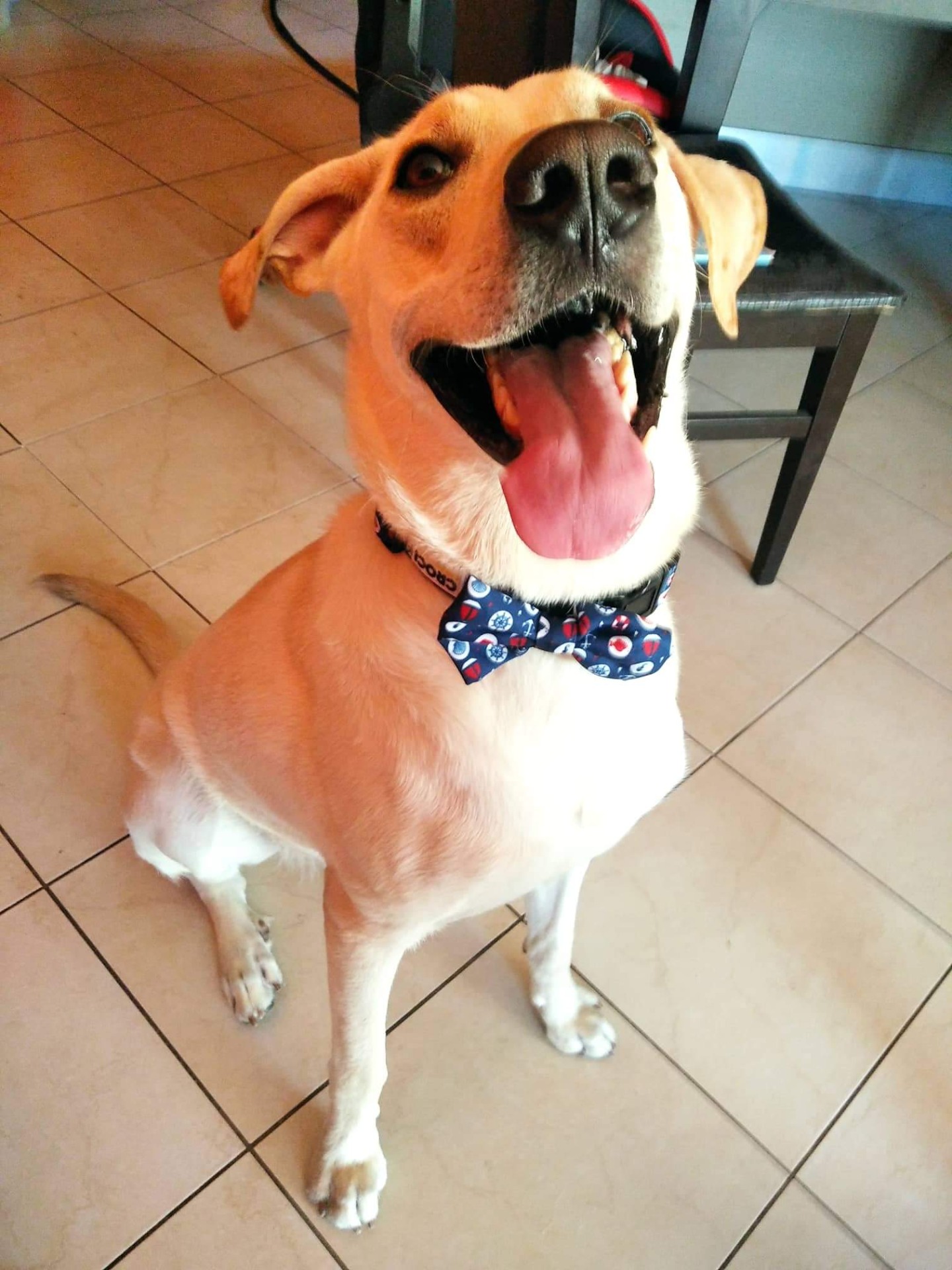 ΕΚΠΑΙΔΕΥΣΗ ΣΚΥΛΟΥ